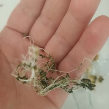 Börekten Yabancı Cisim Çıkması Üzerine Şikayet
