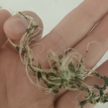 Börekten Yabancı Cisim Çıkması Üzerine Şikayet