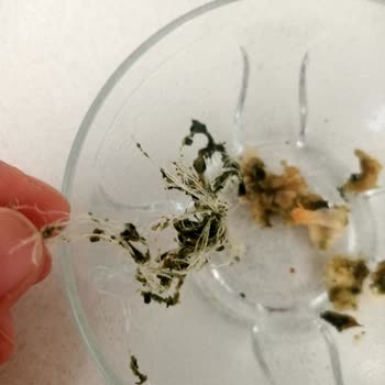 Börekten Yabancı Cisim Çıkması Üzerine Şikayet