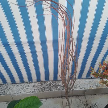 Kurumuş Erik Fidanı Ve Hayal Kırıklığı