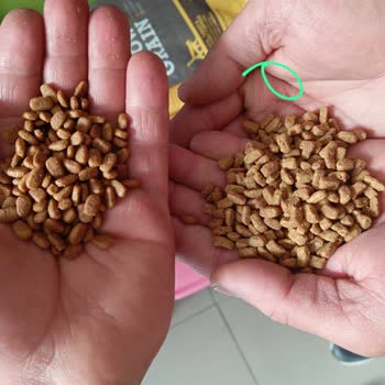 Yanıltıcı Mama Satışı: Kediler İçin Tehlikeli Durum