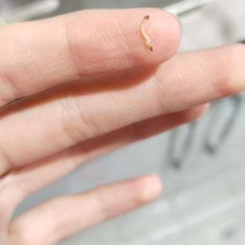 Üründe Kurt Çıkmasıyla Yaşanan Şok