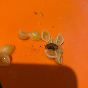 Pastavilla Makarna İçinden Çıkan Garip Cisim