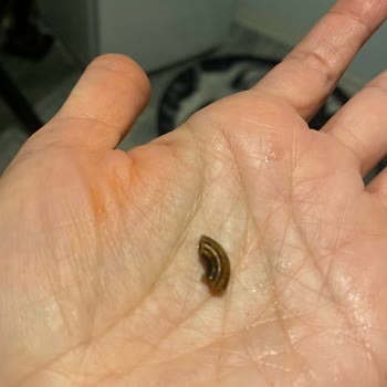 Pastavilla Makarna İçinden Çıkan Garip Cisim