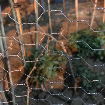 Yanıltıcı Üzüm Fidesi Satışı Ve İletişim Sorunları