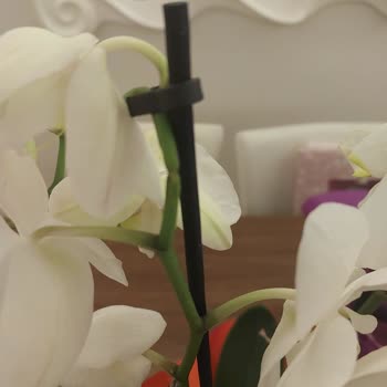 Kırık Orkide Şoku: Taze Çiçek'ten Hayal Kırıklığı