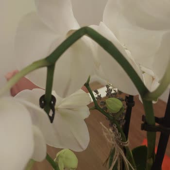 Kırık Orkide Şoku: Taze Çiçek'ten Hayal Kırıklığı