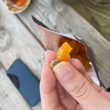 Çerezya Kuru Kayısıda Taş Şoku