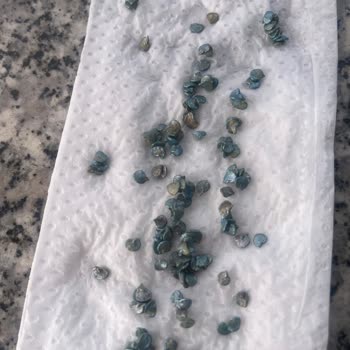 Patika Botanik Yanlış Ve Bozuk Tohum Gönderdiler