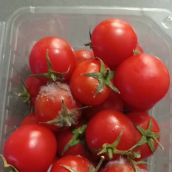 A101'den Aldığım Domatesler Hızla Küflendi