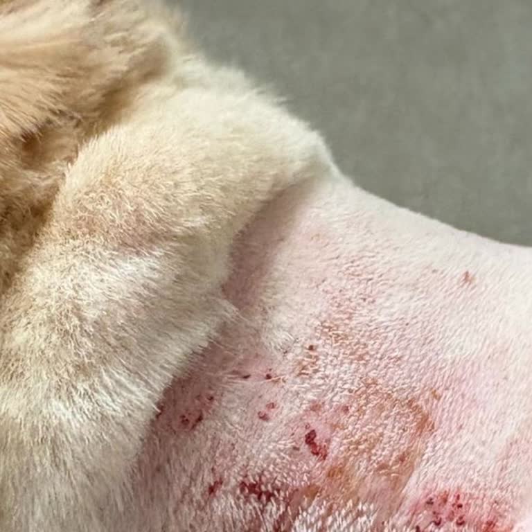 Köpeğime Zarar Veren Ürün Ve İade Sürecindeki Sorunlar