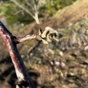 TARSİM Sistem Arızası Nedeniyle İtiraz Edemiyorum