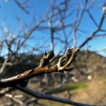 TARSİM Sistem Arızası Nedeniyle İtiraz Edemiyorum
