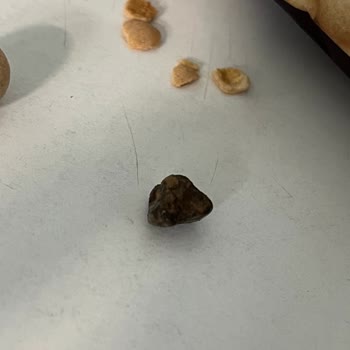 Çerezya Çıtır Leblebi İçerisinden Taş Çıkması