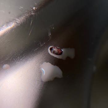 Nesfit Kahvaltı Keyfi Böcek Şoku İle Zehirlendi