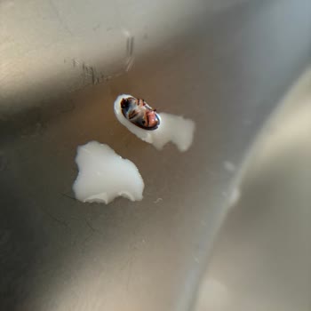 Nesfit Kahvaltı Keyfi Böcek Şoku İle Zehirlendi