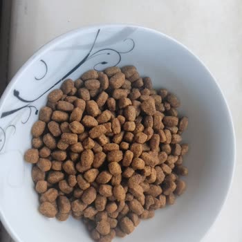 Sahte Kedi Mamasıyla Tehlikeye Atılan Can Sağlığı