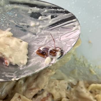 Makarna İçinden Çıkan Böcek Şoku!