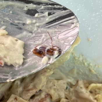 Makarna İçinden Çıkan Böcek Şoku!