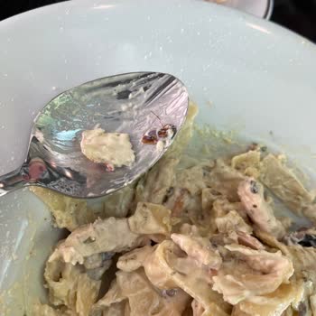 Makarna İçinden Çıkan Böcek Şoku!