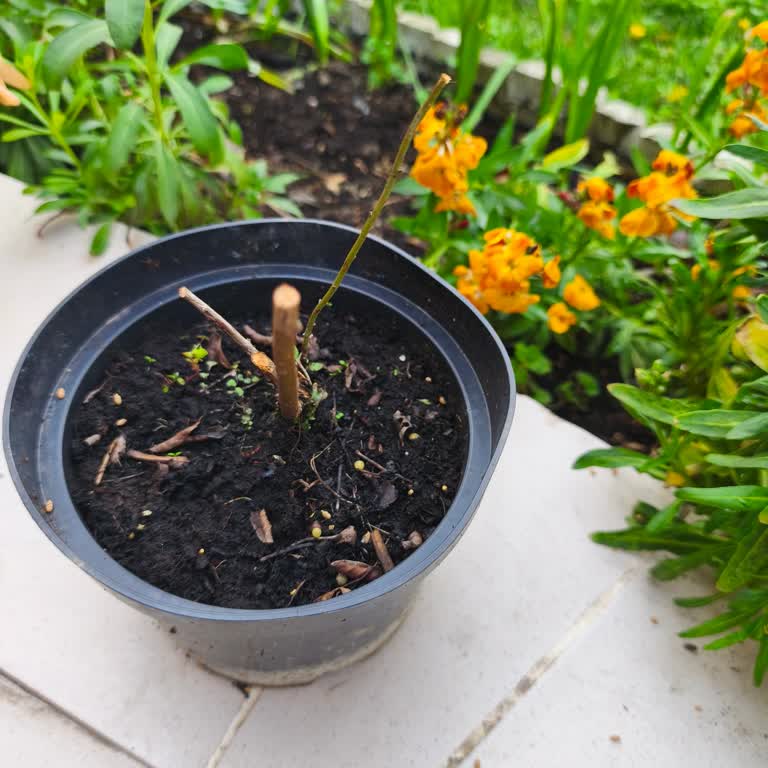 Yaban Mersini Fidesi Hüsranı: İletişim Yok, Çözüm Yok