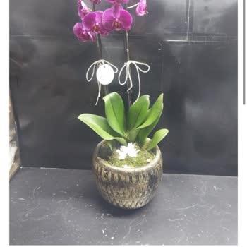 Taze Çiçek | Tazecicek.com Görsel Ve Gerçeklik Arasındaki Büyük Fark