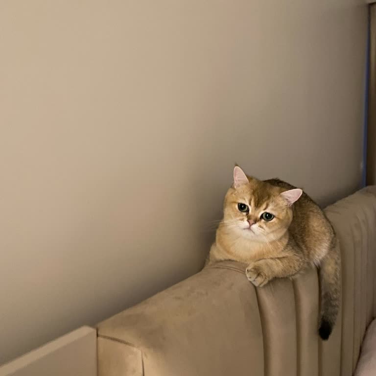 Kısırlaştırma Operasyonu Sonrası Kedimin Ani Kaybı