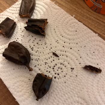 Taze Görünen Ürünlerde Kurtlanma Şoku