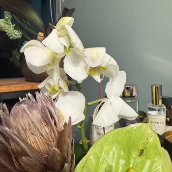 Premium Çiçek Solgunluğu: Beklenmedik Hayal Kırıklığı