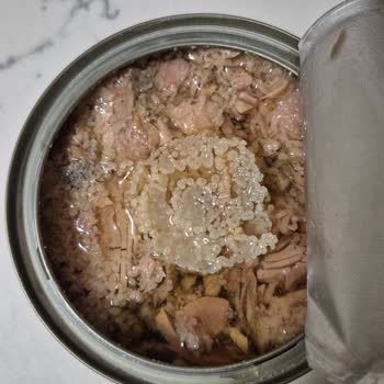 Harras Ton Balığında Sert Kabarcık Şoku!