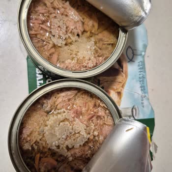 Harras Ton Balığında Sert Kabarcık Şoku!