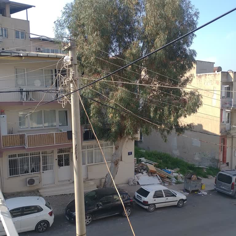Alerjiye Sebep Olan Ağaç İçin Acil Müdahale Talebi
