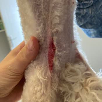 Petzz Kuaför Evcil Hayvan Kuaföründe Gizlenen Yaralanma!