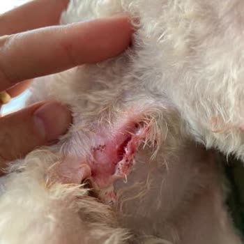 Petzz Kuaför Evcil Hayvan Kuaföründe Gizlenen Yaralanma!