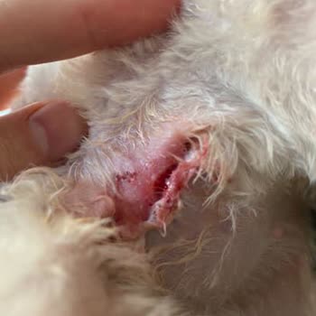 Petzz Kuaför Evcil Hayvan Kuaföründe Gizlenen Yaralanma!