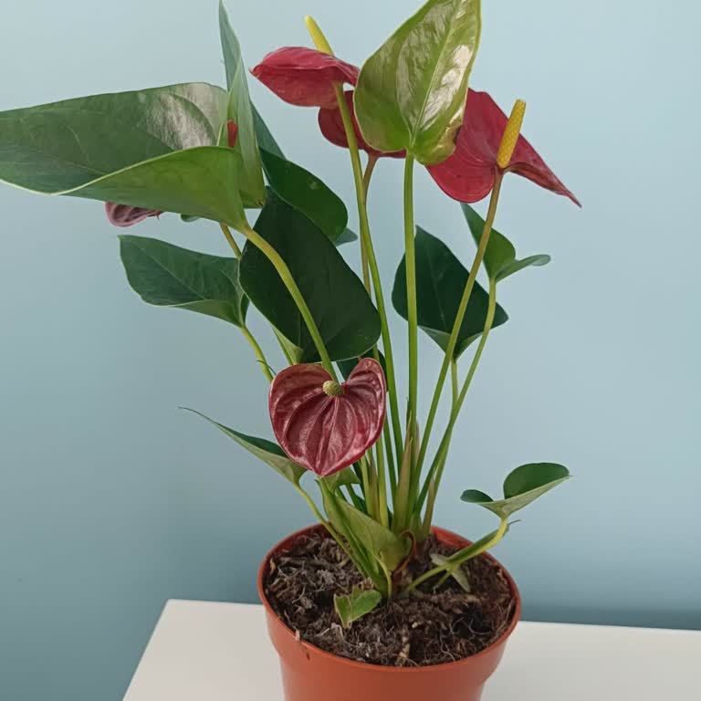 Siparişimdeki Çiçek Ve Çikolata Hayal Kırıklığı