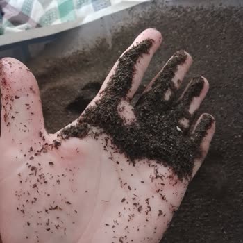 Çaykur Kamelya Çayında Toz Problemi