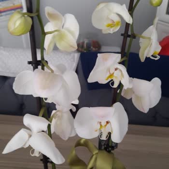 Hasarlı Ve Solmuş Orkide Teslimatı