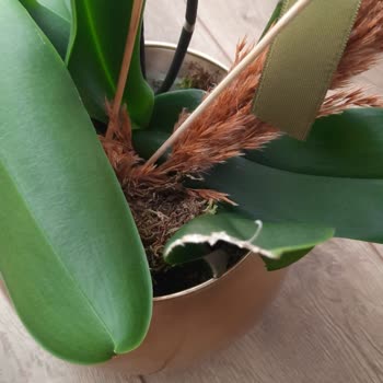 Hasarlı Ve Solmuş Orkide Teslimatı