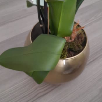 Hasarlı Ve Solmuş Orkide Teslimatı