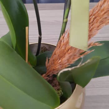 Hasarlı Ve Solmuş Orkide Teslimatı