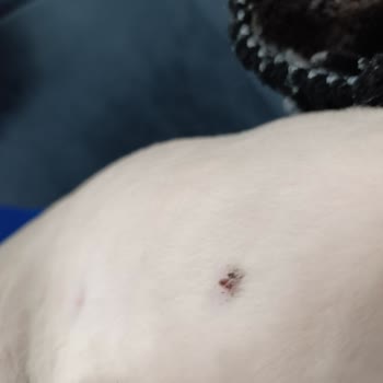 İlgivetpol Veteriner Kliniği Gelişi Güzel İşlem Yapılıyor!