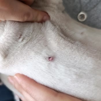 İlgivetpol Veteriner Kliniği Gelişi Güzel İşlem Yapılıyor!