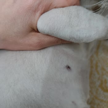 İlgivetpol Veteriner Kliniği Gelişi Güzel İşlem Yapılıyor!