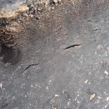 Petlas Lastiklerinin Erken Aşınması Ve Eksper Sorunu