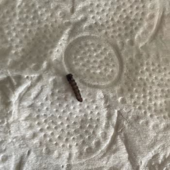 Donmuş Meyvelerde Kurt Şoku: Sağlık Riski Ve Sorumluluk