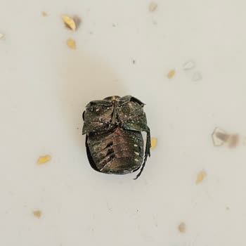 Ihlamur Paketinden Kurumuş Böcek Kabuğu Çıktı