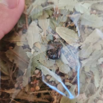 Ihlamur Paketinden Kurumuş Böcek Kabuğu Çıktı