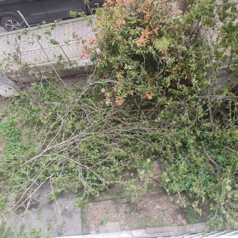 Bakırköy'de Bahçemizi Tahrip Eden Ağaç Budama Sorunu