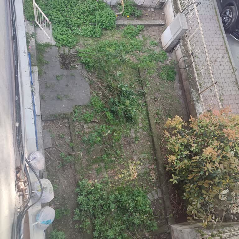 Bakırköy'de Bahçemizi Tahrip Eden Ağaç Budama Sorunu